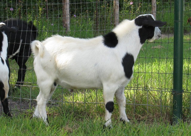 Boer Goat Farms In Louisiana | Wydział Cybernetyki