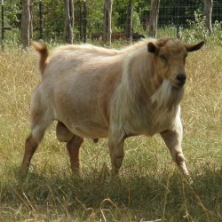 Goats for Sale, Fainting Goats