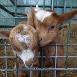 Goats for Sale, Fainting Goats