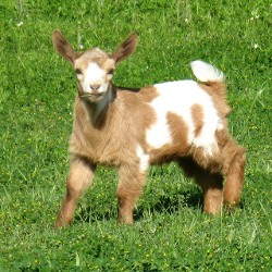 Goats for Sale, Fainting Goats