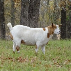 Goats for Sale, Fainting Goats