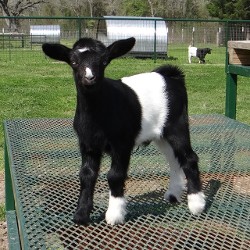 Goats for Sale, Fainting Goats