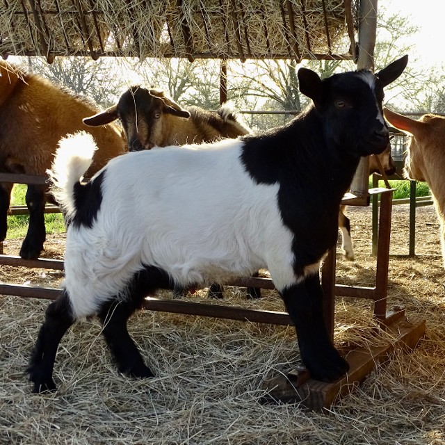 Woody Creek Farm Cowboy Magic