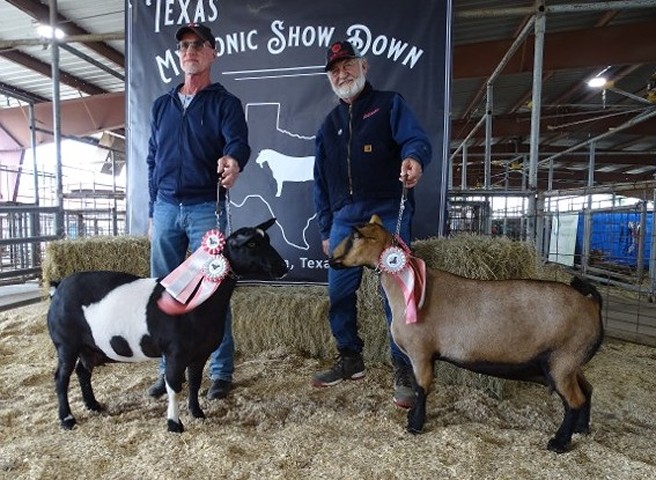 J-I Raven & J-I Lexi - 2023 Texas Myotonic Showdown 