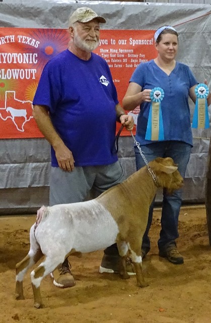 WCF Power Blast (aka Papa). Grand Champion buck - 2023 N. Texas Myotonic Blowout.