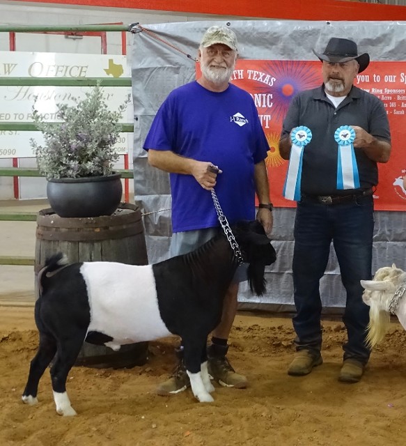 J-I Jock - Grand Champion Buck 2023 North Texas Myotonic Blowout.