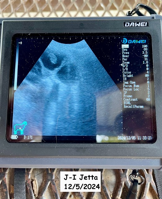 Ultrasound - J-I Jetta 12/5/2024